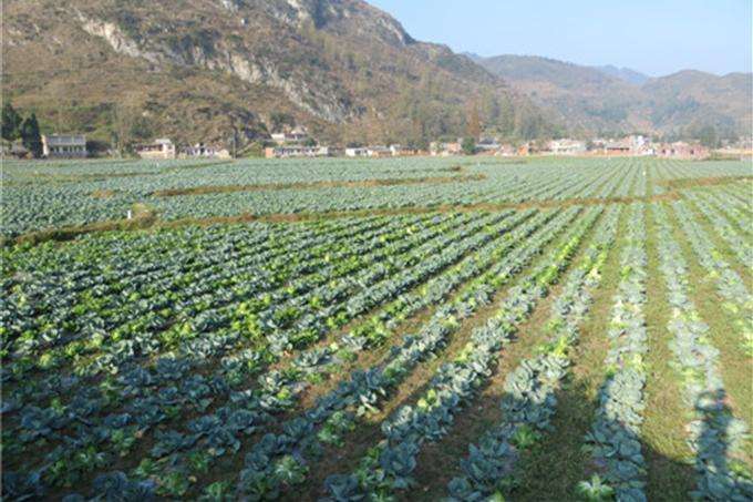 半年報業績大面積飄紅 農業板塊整體向好