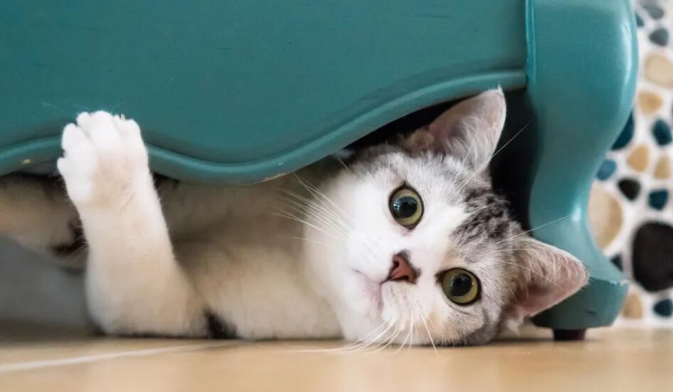 博匯股份(300839)股吧-博匯股份股票