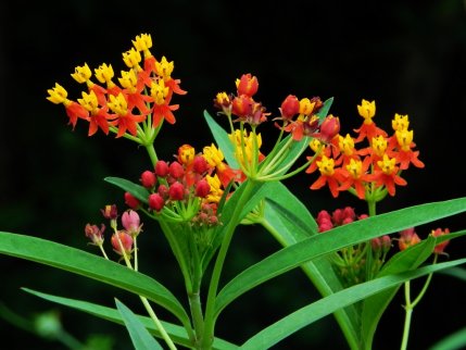 創(chuàng)業(yè)資訊 花加召回馬利筋花束：亮點突出，行業(yè)痛點猶存