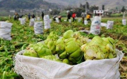 涪陵榨菜副總致歉