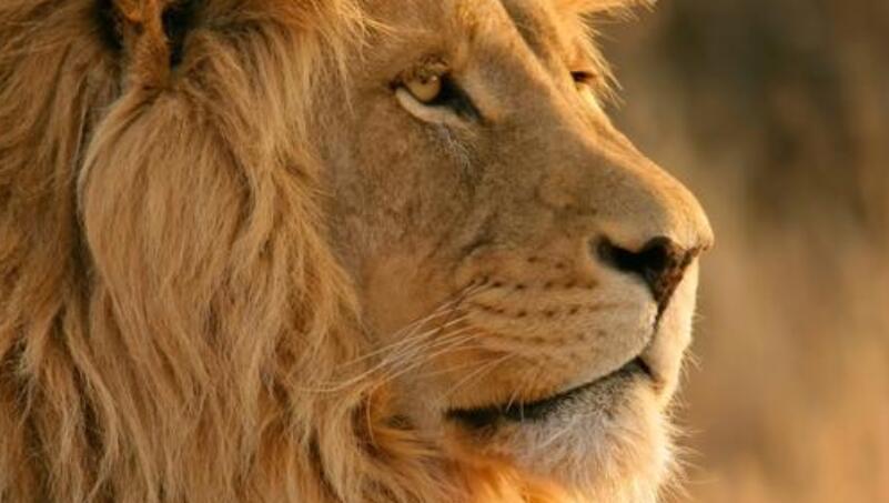 蘋果達(dá)到歷史新高:它能提高多少? 蘋果達(dá)到歷史新高:它能提高多少?