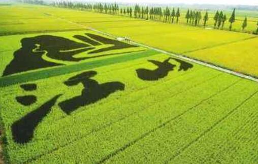 生物育種概念股票有哪些-生物育種