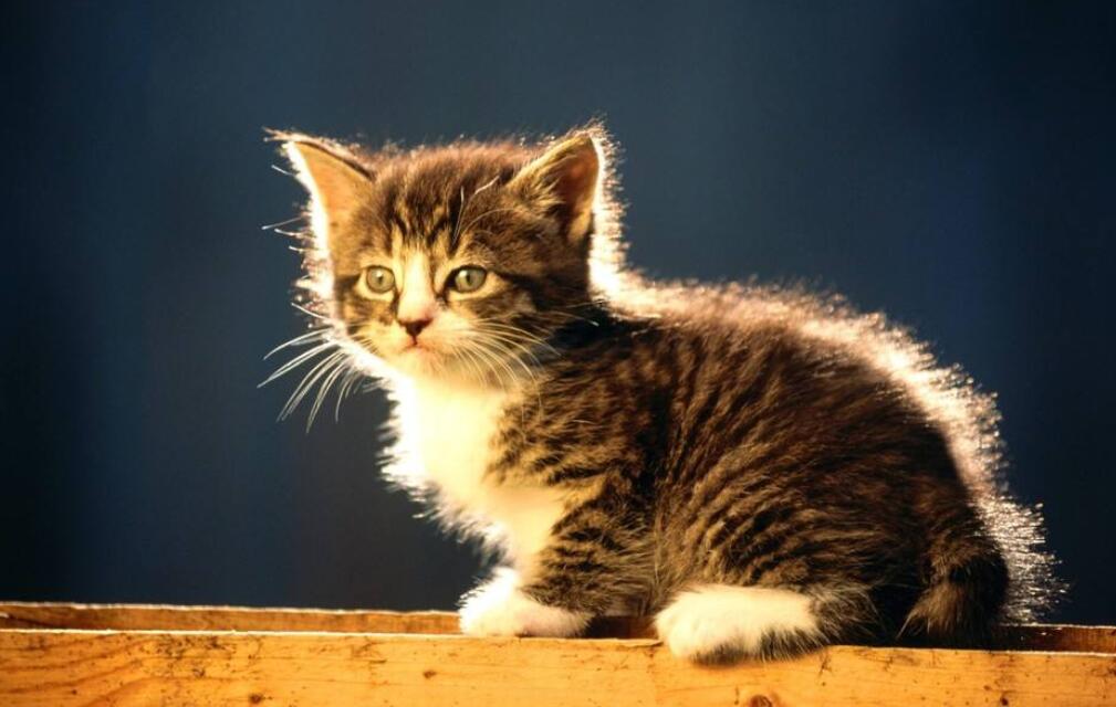 比特幣價格上漲利好哪些股票-比特