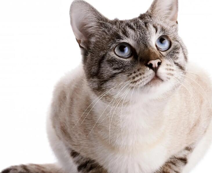 鐘睒睒千億身家蒸發(fā)能撐起50倍市盈率?