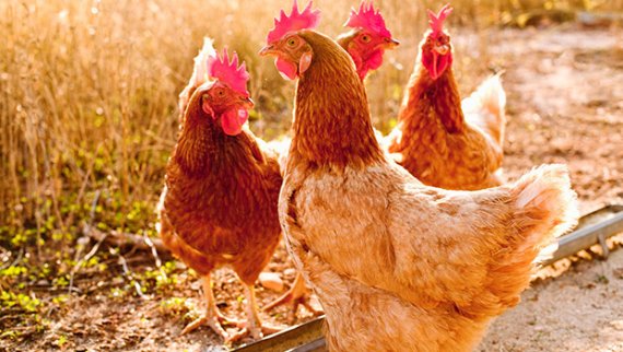 ?新三板最新消息 家禽養(yǎng)殖行業(yè)“陡然降落”,投資投行“望而