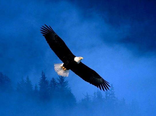 蘇希茵:2.11黃金操作不要急 潛伏觀察震蕩 蘇希茵:2.11黃金操作不要急 潛伏觀察震蕩